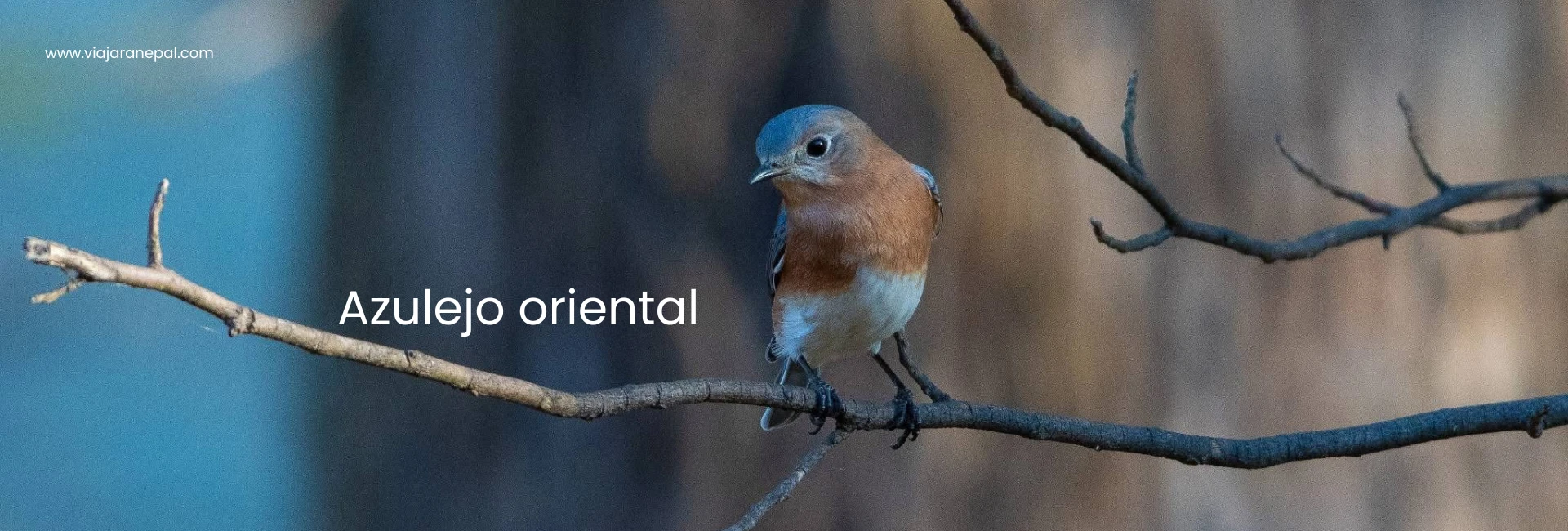 Azulejo oriental