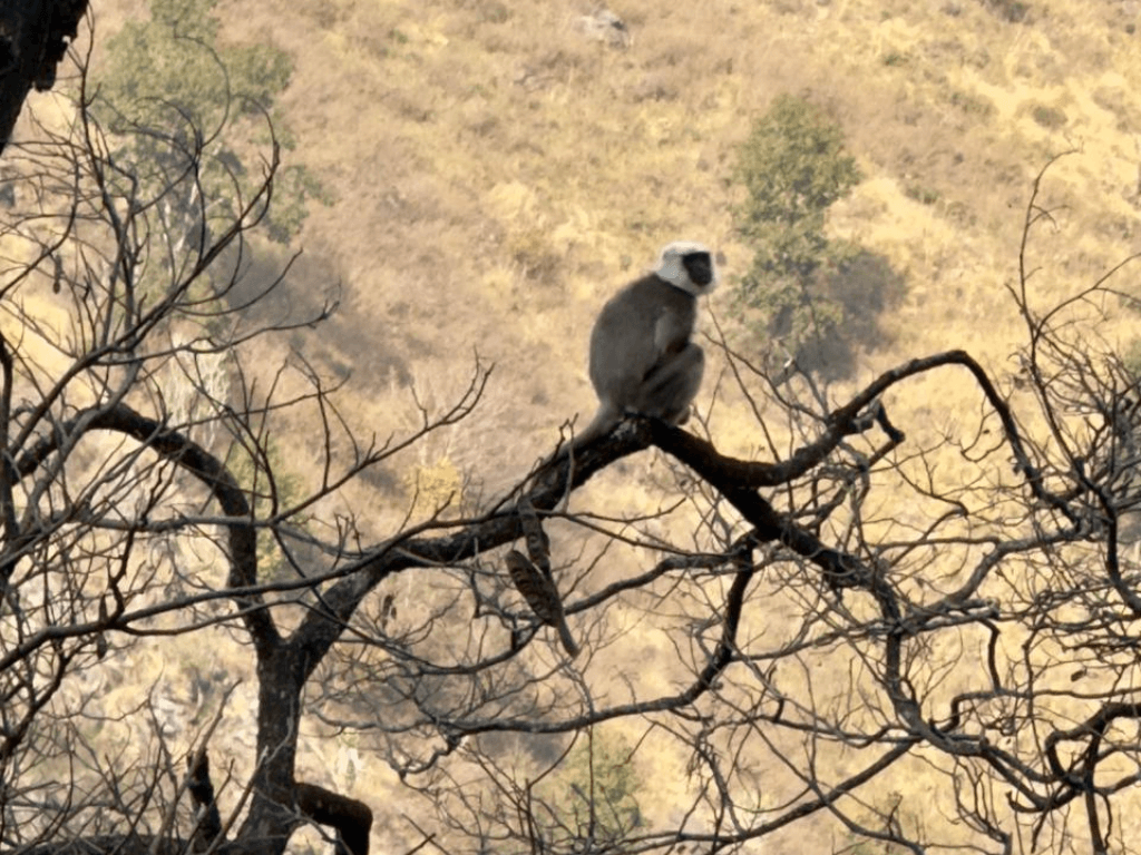 Vida silvestre en la ruta de senderismo de Langang