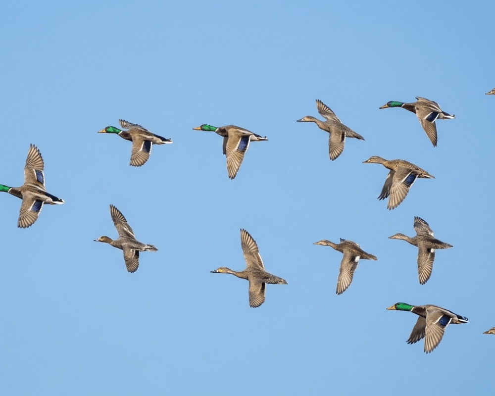 ave migratoria en parque nacional