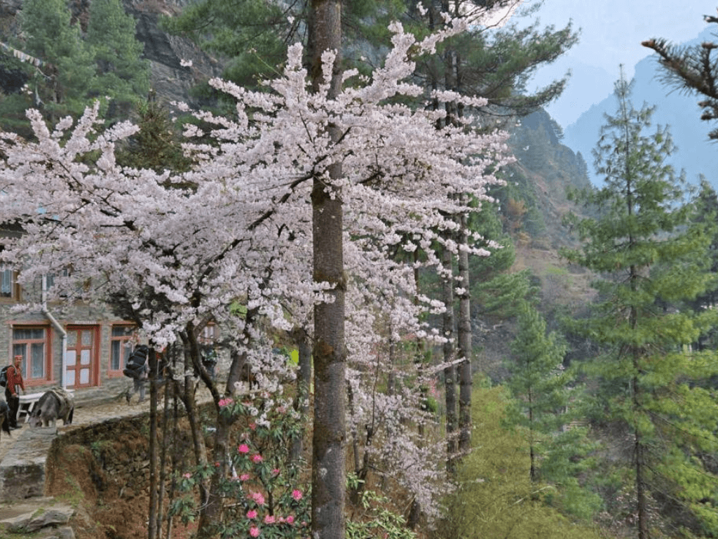 Sendero con rododendros en flor, primavera, Nepal 2026