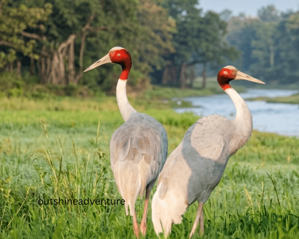 par de pájaros sarun