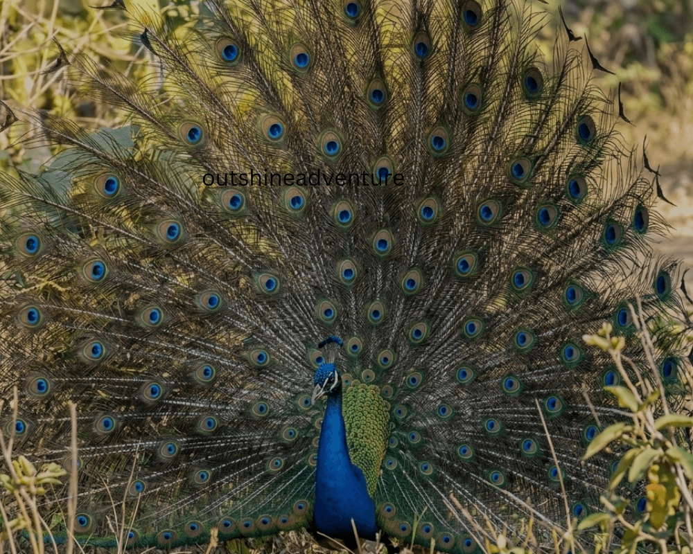 Safari a pie en el Parque Nacional de Bardia, Nepal
