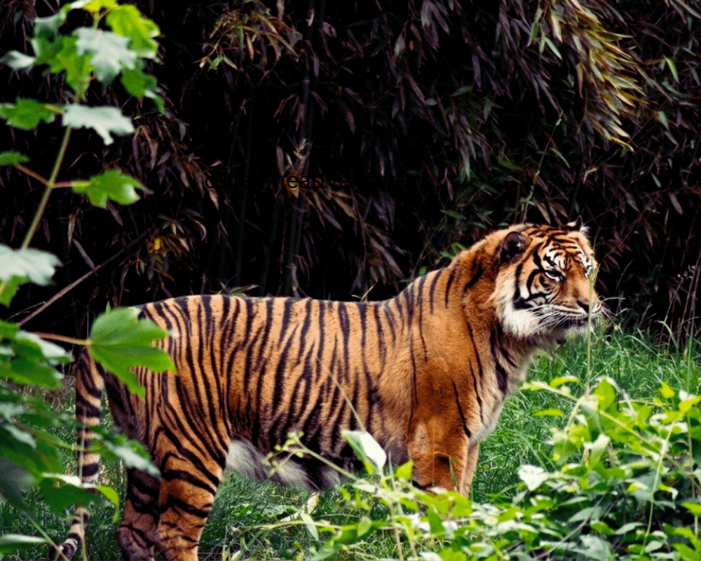 Tigre en el parque nacional de Bardiya