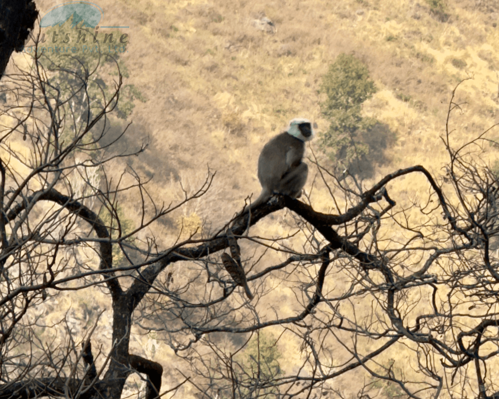Bosques del Valle de Langtang, hábitat natural de monos langur