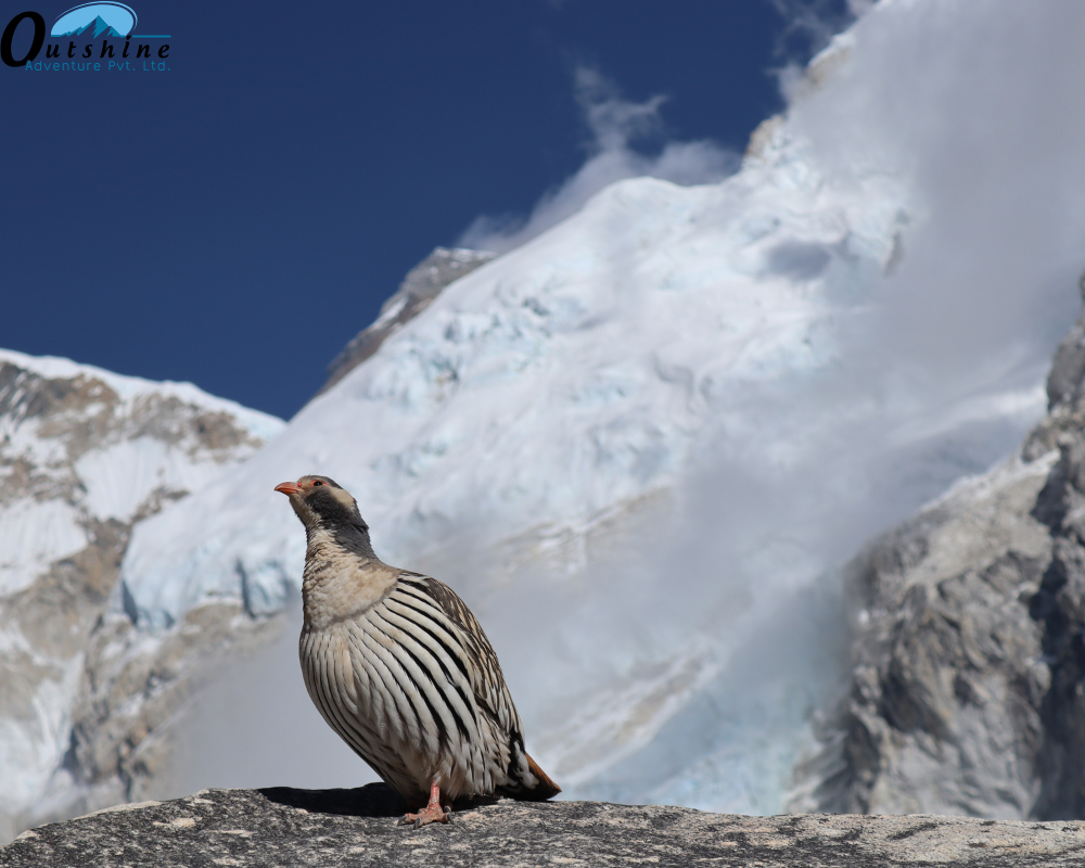 Ave nacional de Nepal en la región del Campo Base del Everest