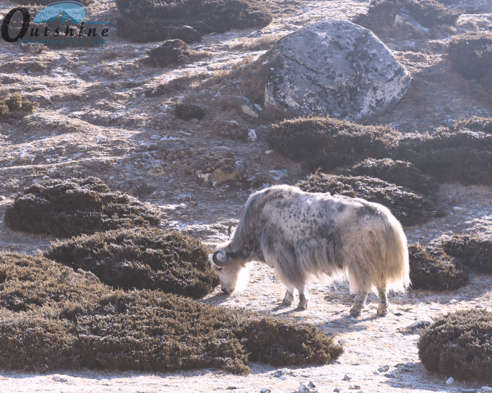 Yak del Himalaya en la Región del Everest