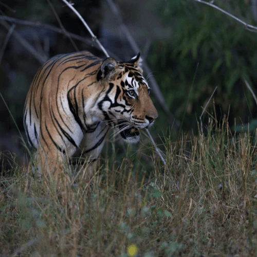 El tigre de Bengala real avistado en el denso bosque de Chitwan