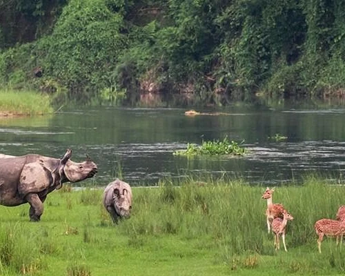 Chitwan Jungle Safari ()