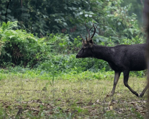 Ciervos En El Parque Nacional Chitwan.