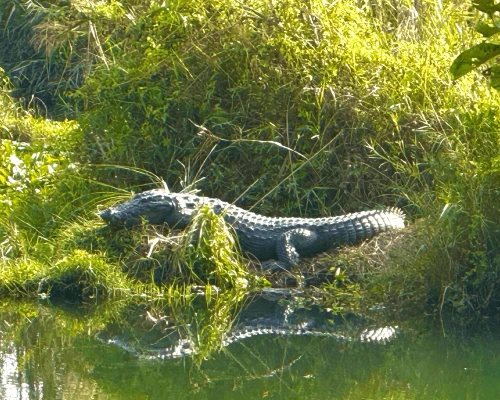 Cocodrilos Descansando A La Orilla Del Río En Chitwan 