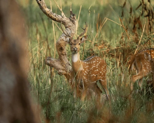 Deers In Jungle Safari