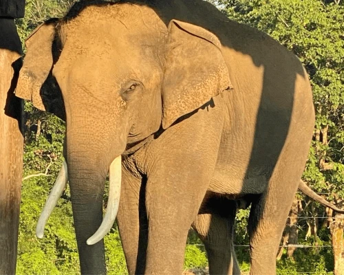 Elephante En Chitwan