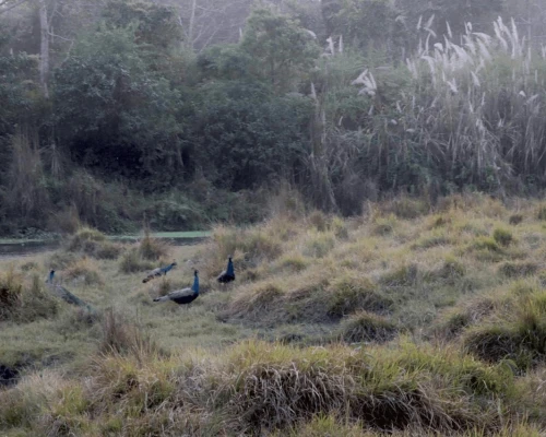 Gran Número De Pavos Reales En Chitwan 