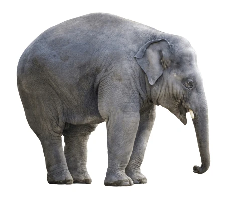 Nombre Del Elefante Ronaldo En Chitwan 