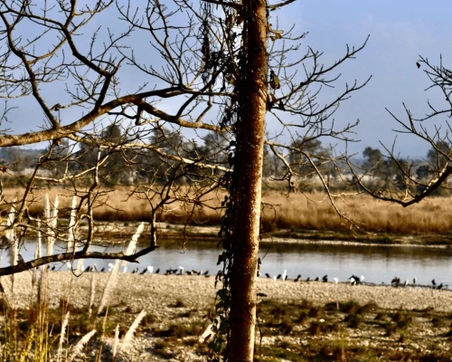 Tour De Oservación De Aves En Chitwan 