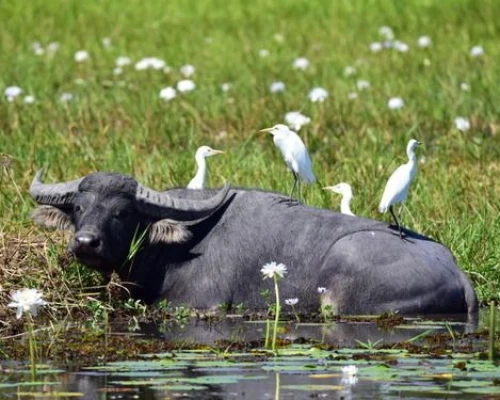 Wild Buffalo In Chitwan